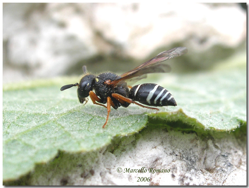 Imenotteri Vespidae Eumeninae, un esempio dell''infinita biodiversit